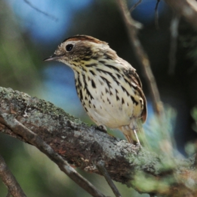 Pyrrholaemus sagittatus (Speckled Warbler) at Grenfell, NSW - 29 Dec 2012 by Harrisi