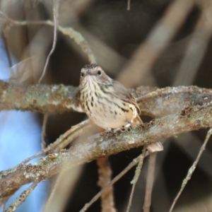 Pyrrholaemus sagittatus at Grenfell, NSW - 29 Dec 2012 09:45 AM