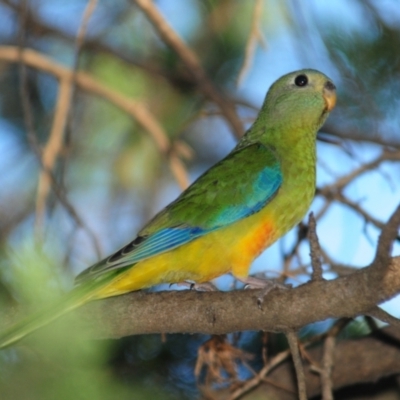 Neophema pulchella (Turquoise Parrot) at Grenfell, NSW - 29 Dec 2012 by Harrisi