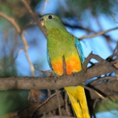 Neophema pulchella at Grenfell, NSW - 29 Dec 2012