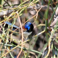 Malurus assimilis (Purple-backed Fairywren) at Burcher, NSW - 3 Oct 2011 by Harrisi