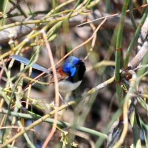 Malurus assimilis at Burcher, NSW - 3 Oct 2011