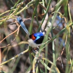 Malurus assimilis at Burcher, NSW - 3 Oct 2011