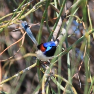 Malurus assimilis at Burcher, NSW - 3 Oct 2011