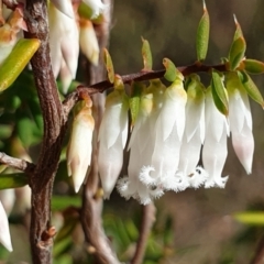 Styphelia fletcheri subsp. brevisepala (Twin Flower Beard-Heath) at Cook, ACT - 25 Aug 2021 by drakes