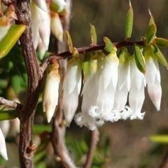Leucopogon fletcheri subsp. brevisepalus (Twin Flower Beard-Heath) at Cook, ACT - 25 Aug 2021 by drakes
