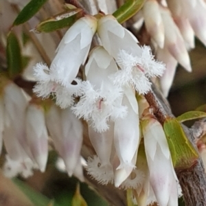 Leucopogon fletcheri subsp. brevisepalus at Cook, ACT - 25 Aug 2021
