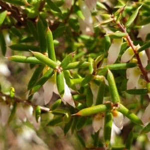 Leucopogon fletcheri subsp. brevisepalus at Cook, ACT - 25 Aug 2021