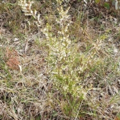 Leucopogon fletcheri subsp. brevisepalus at Cook, ACT - 25 Aug 2021