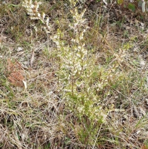 Leucopogon fletcheri subsp. brevisepalus at Cook, ACT - 25 Aug 2021