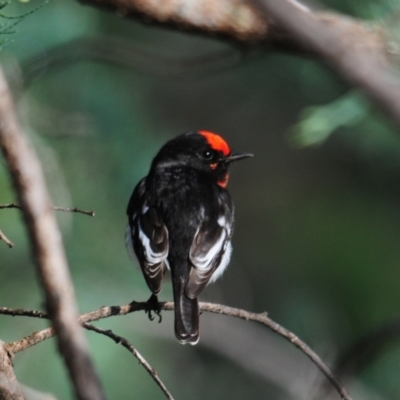 Petroica goodenovii (Red-capped Robin) at Mount Hope, NSW - 25 Apr 2010 by Harrisi