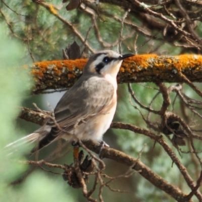 Chrysococcyx osculans (Black-eared Cuckoo) at Mount Hope, NSW - 25 Apr 2010 by Harrisi