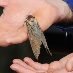 Abantiades (genus) (A Swift or Ghost moth) at Mount Hope, NSW - 25 Apr 2010 by Harrisi