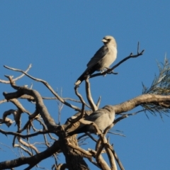 Artamus cinereus at Wilcannia, NSW - 26 Apr 2010