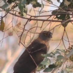 Tachyspiza fasciata (Brown Goshawk) at Paddys River, ACT - 8 Dec 2014 by MichaelBedingfield