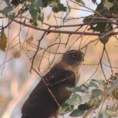 Accipiter fasciatus (Brown Goshawk) at Paddys River, ACT - 8 Dec 2014 by michaelb