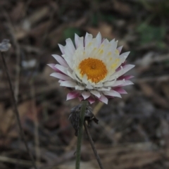 Leucochrysum albicans subsp. tricolor (Hoary Sunray) at Bungendore, NSW - 10 Jul 2021 by michaelb