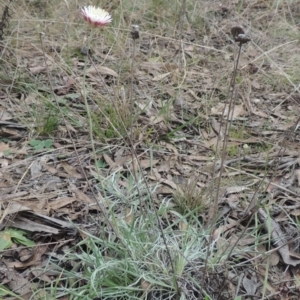 Leucochrysum albicans subsp. tricolor at Bungendore, NSW - 10 Jul 2021