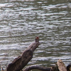 Hirundo neoxena (Welcome Swallow) at Mungabareena - 25 Aug 2021 by Darcy