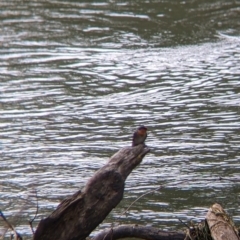 Hirundo neoxena at East Albury, NSW - 25 Aug 2021 12:14 PM