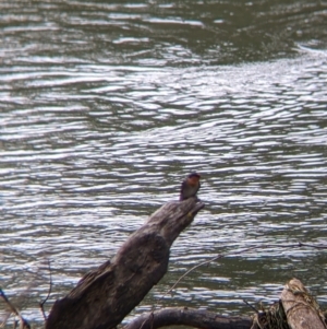 Hirundo neoxena at East Albury, NSW - 25 Aug 2021 12:14 PM