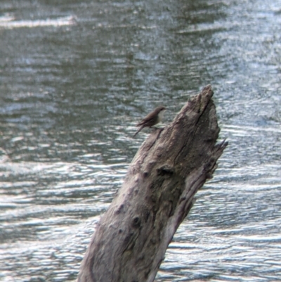 Cormobates leucophaea (White-throated Treecreeper) at Mungabareena - 25 Aug 2021 by Darcy