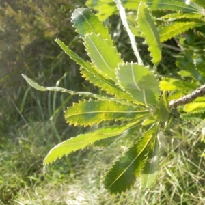 Banksia serrata at Dunlop, ACT - 27 Jun 2021 01:57 PM