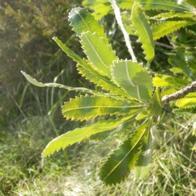 Banksia serrata (Saw Banksia) at Jarramlee Pond - 27 Jun 2021 by johnpugh