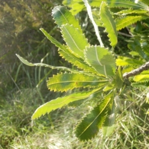 Banksia serrata at Dunlop, ACT - 27 Jun 2021