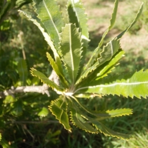 Banksia serrata at Dunlop, ACT - 27 Jun 2021