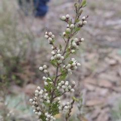 Cryptandra amara (Bitter Cryptandra) at Bungendore, NSW - 10 Jul 2021 by MichaelBedingfield