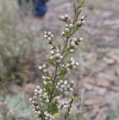 Cryptandra amara (Bitter Cryptandra) at Six Mile TSR - 10 Jul 2021 by michaelb