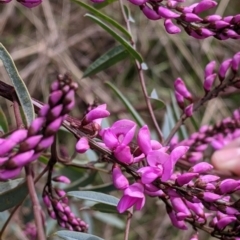 Indigofera australis subsp. australis (Australian Indigo) at Mungabareena - 25 Aug 2021 by Darcy