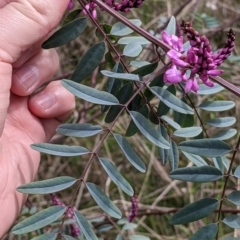 Indigofera australis subsp. australis at East Albury, NSW - 25 Aug 2021