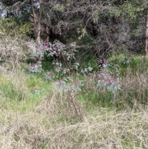 Indigofera australis subsp. australis at East Albury, NSW - 25 Aug 2021 12:19 PM