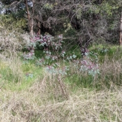 Indigofera australis subsp. australis at East Albury, NSW - 25 Aug 2021