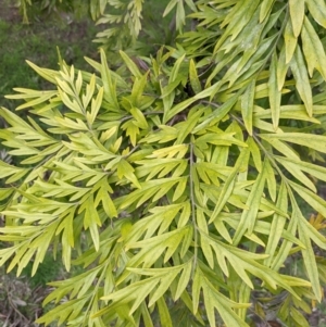 Grevillea robusta at East Albury, NSW - 25 Aug 2021 12:23 PM