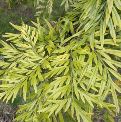Grevillea robusta (Silky Oak) at Albury - 25 Aug 2021 by Darcy