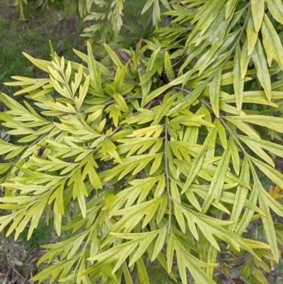 Grevillea robusta (Silky Oak) at East Albury, NSW - 25 Aug 2021 by Darcy