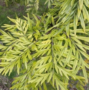 Grevillea robusta at East Albury, NSW - 25 Aug 2021