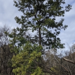 Grevillea robusta at East Albury, NSW - 25 Aug 2021 12:23 PM