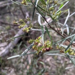 Dodonaea viscosa subsp. angustifolia (Giant Hop-bush) at Nail Can Hill - 25 Aug 2021 by Darcy