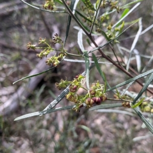 Dodonaea viscosa subsp. angustifolia at Albury, NSW - 25 Aug 2021 01:52 PM