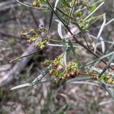 Dodonaea viscosa subsp. angustifolia (Giant Hop-bush) at Albury - 25 Aug 2021 by Darcy