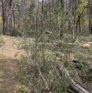 Dodonaea viscosa subsp. angustifolia at Albury, NSW - 25 Aug 2021