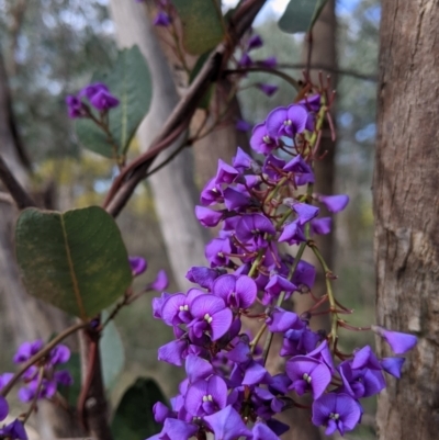 Hardenbergia violacea (False Sarsaparilla) at Nail Can Hill - 25 Aug 2021 by Darcy