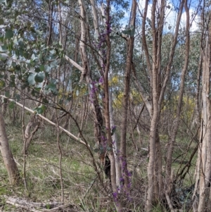 Hardenbergia violacea at Albury, NSW - 25 Aug 2021
