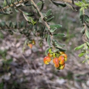 Grevillea alpina at Albury, NSW - 25 Aug 2021
