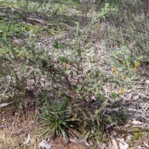 Grevillea alpina at Albury, NSW - 25 Aug 2021 01:54 PM