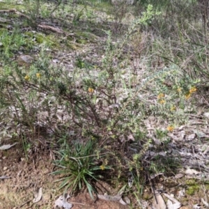 Grevillea alpina at Albury, NSW - 25 Aug 2021